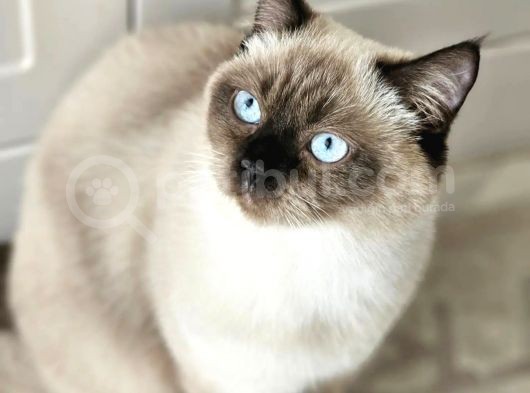 British Shorthair Kedilerime Yuva Arıyorum