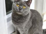 British Shorthair Kedilerime Yuva Arıyorum