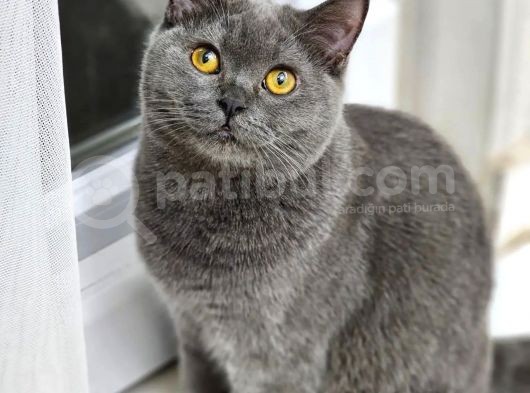 British Shorthair Kedilerime Yuva Arıyorum görsel