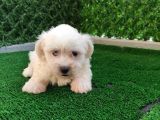 MALTESE TERRİER BEBEKLER