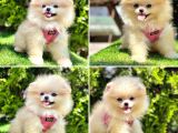 Safkan Pomeranian Boo Yavrularımız
