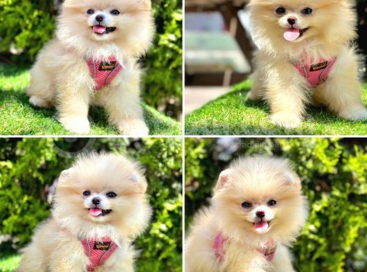 Safkan Pomeranian Boo Yavrularımız görsel