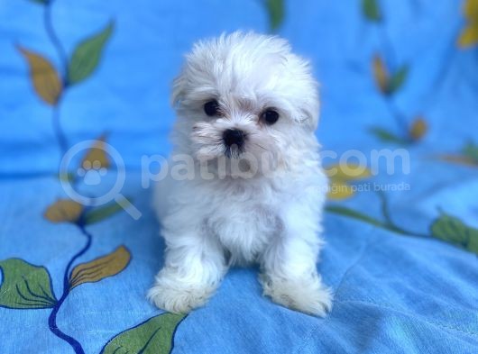 0 No Maltese Bebeğimiz