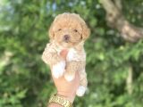 Poodle Ayarinda Malti̇poo Bebekler