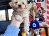 Poodle Bebekler