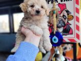 Poodle Bebekler