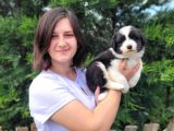 Border Collie Bebekler