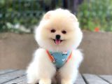 Baby boy cookie