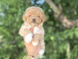 POODLE AYARINDA MALTİPOO BEBEKLER
