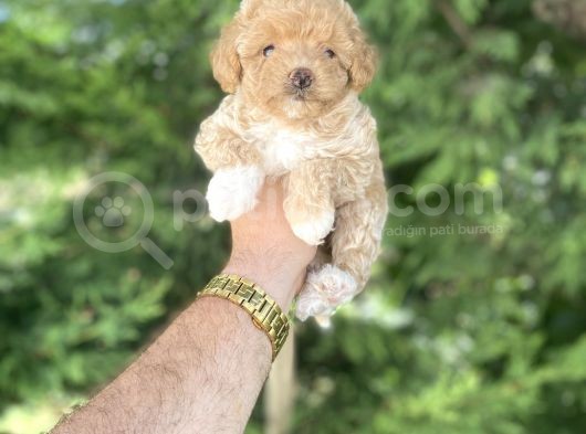 Poodle Ayarinda Malti̇poo Bebekler görsel