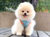 Baby Boy Cookie