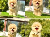 Safkan Pomeranian Boo Yavrularımız