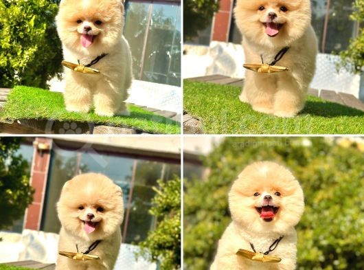 Safkan Pomeranian Boo Yavrularımız görsel