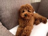 Red Brown Toy Poodle 