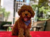 Red Brown Poodle Yavrular