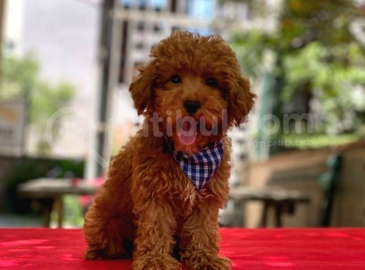 Red Brown Poodle Yavrular