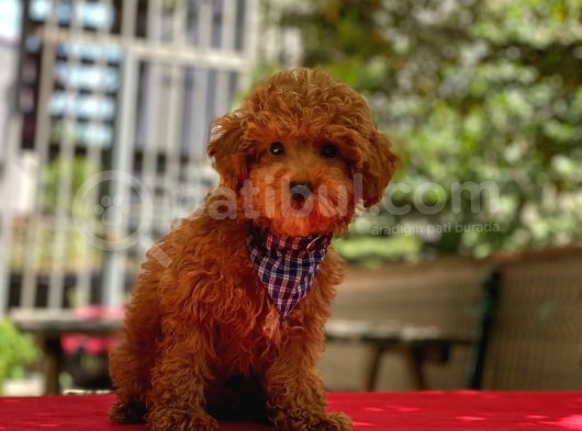 Red Brown Poodle Yavrular görsel