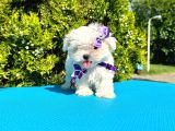 Kore Kan Maltese 