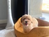 Maltipoo Bebekler