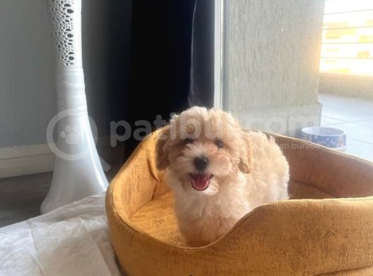 Maltipoo Bebekler görsel