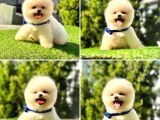 Safkan Pomeranian Boo Yavrularımız
