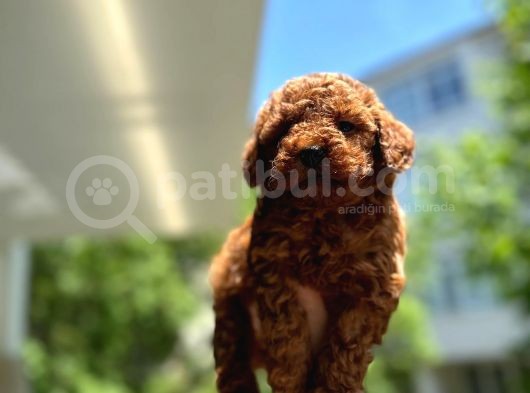Petibör Tadında Toy Poodle Bebeklerimiz