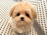 A KALİTE MALTİPOO