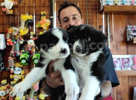 Dunyani̇n En Zeki̇ Irki Border Collie görsel