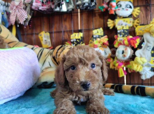 A Scr Muhteşem Toy Poodle  Yavrularimiz görsel