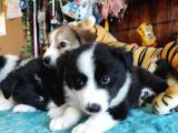 Dunyani̇n En Zeki̇ Irki Border Collie