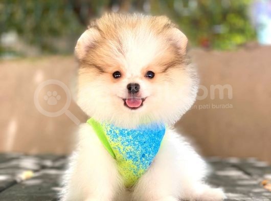 Sevimli Pomeranian Boo Yavruları