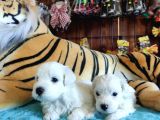 Bembeyaz Maltese Terri̇er 0 Numara