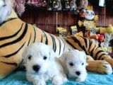 Bembeyaz Maltese Terri̇er 0 Numara
