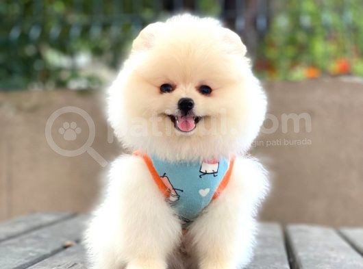 0-3 Aylık Yavru Pomeranian