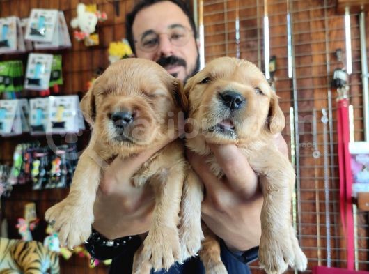 Bebek Yüzlü Golden A Kali̇te Irk görsel