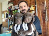 MÜKEMMEL LABRADOR YAVRULARIMIZ A KALİTE