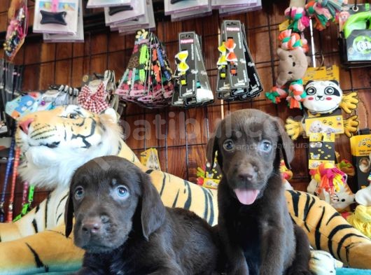 Mükemmel Labrador Yavrularimiz A Kali̇te görsel