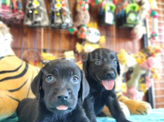 Mükemmel Labrador Yavrularimiz A Kali̇te görsel