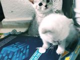 Mavi Gözlü Scottish Fold Muhteşem Güzellik Acill
