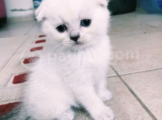 Mavi Gözlü Scottish Fold Muhteşem Güzellik Acill görsel