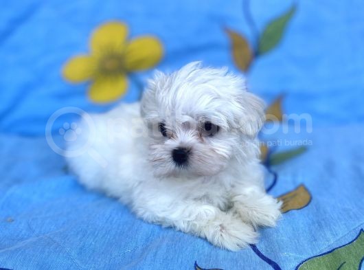 0 No Maltese Bebeğimiz görsel