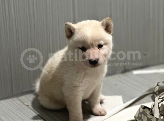 Shiba Bebekler görsel
