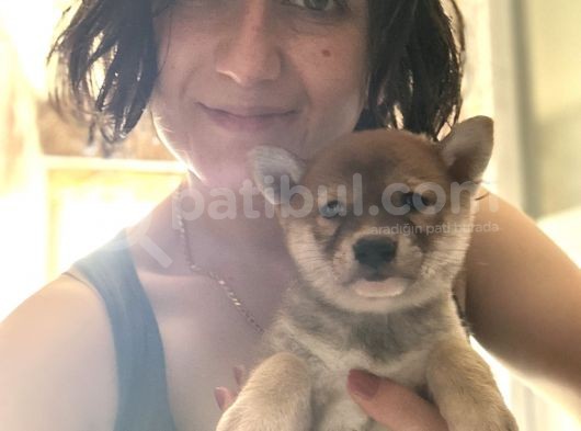 Shiba Bebekler