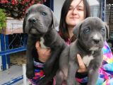 Cane corso Yavrular