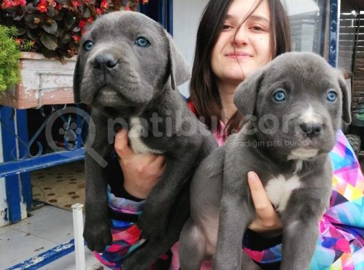 Cane Corso Yavrular