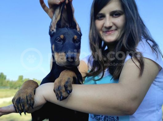 Dev Doberman Yavruları görsel