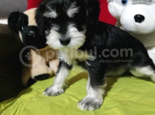 Minyatür Schnauzer Bebekler görsel