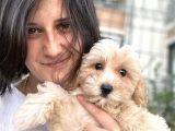 Maltipoo Bebekler