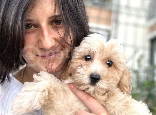 Maltipoo Bebekler görsel