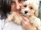 Maltipoo Bebekler